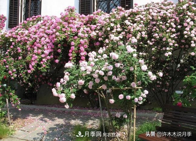 25個(gè)豐花濃香的波旁月季。擁有中國(guó)血統(tǒng)，不僅抗病還能做花墻(圖32)