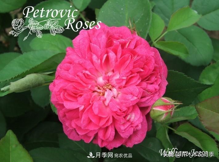 25個(gè)豐花濃香的波旁月季。擁有中國(guó)血統(tǒng)，不僅抗病還能做花墻(圖31)