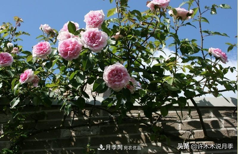 25個(gè)豐花濃香的波旁月季。擁有中國(guó)血統(tǒng)，不僅抗病還能做花墻(圖34)