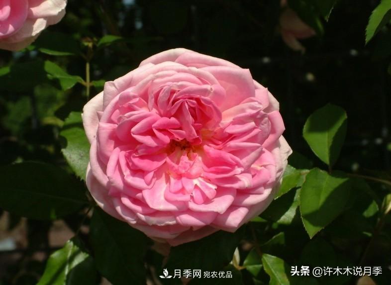 25個(gè)豐花濃香的波旁月季。擁有中國(guó)血統(tǒng)，不僅抗病還能做花墻(圖35)