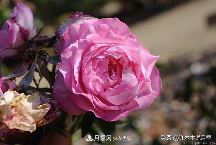 25個(gè)豐花濃香的波旁月季。擁有中國(guó)血統(tǒng)，不僅抗病還能做花墻(圖37)