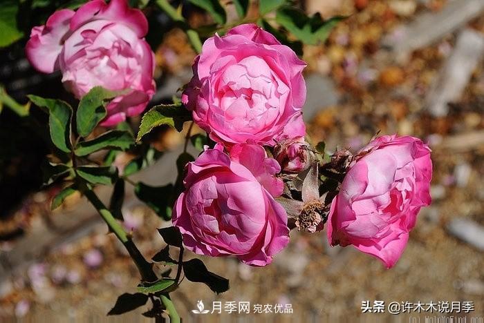 25個(gè)豐花濃香的波旁月季。擁有中國(guó)血統(tǒng)，不僅抗病還能做花墻(圖36)