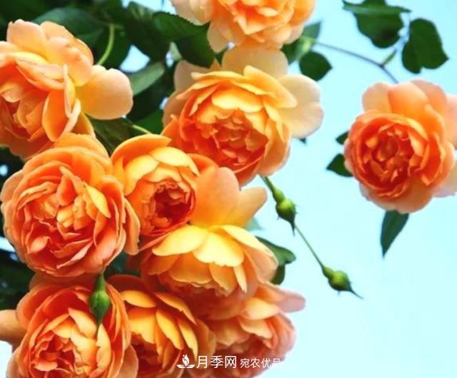 3種“***香月季花”，個(gè)個(gè)香氣四溢、驚艷四座，年年開花(圖1)