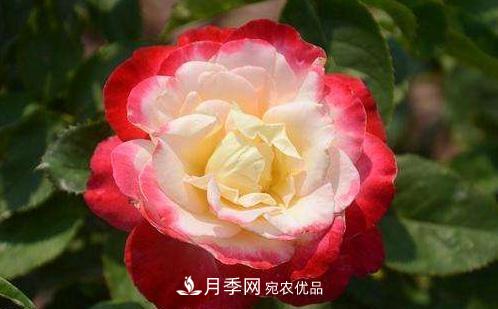 3種“***香月季花”，個(gè)個(gè)香氣四溢、驚艷四座，年年開花(圖2)