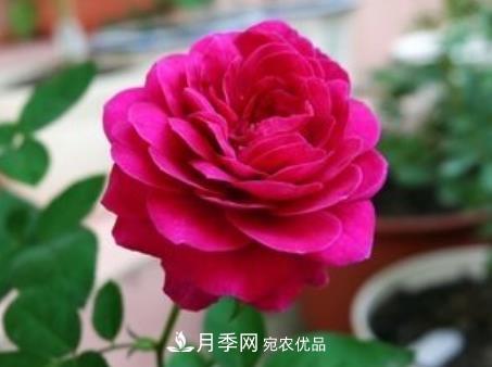 3種“***香月季花”，個(gè)個(gè)香氣四溢、驚艷四座，年年開花(圖3)
