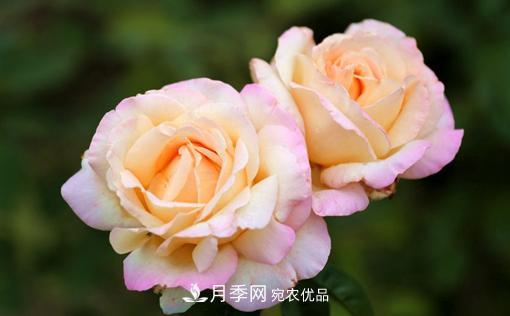 月季如何繁殖？休眠期的花卉怎么保護(hù)？(圖1)