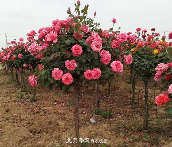月季扦插后所需的溫度濕度，你不能不知道(圖1)