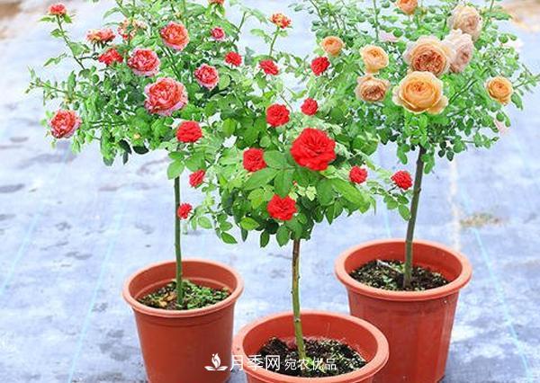 怎樣預(yù)防你南陽棒棒糖樹狀月季黑斑病病害？(圖1)