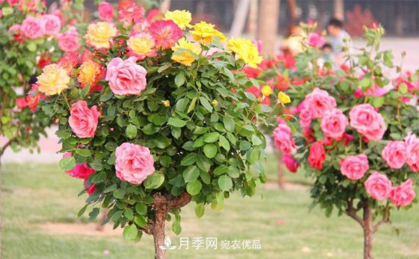 分享六點(diǎn)，湖北月季樹養(yǎng)護(hù)不再是難題(圖1)