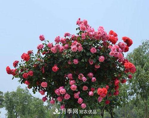 送給新手的月季樹種植方法，希望可以幫到植物“殺手”的你(圖1)