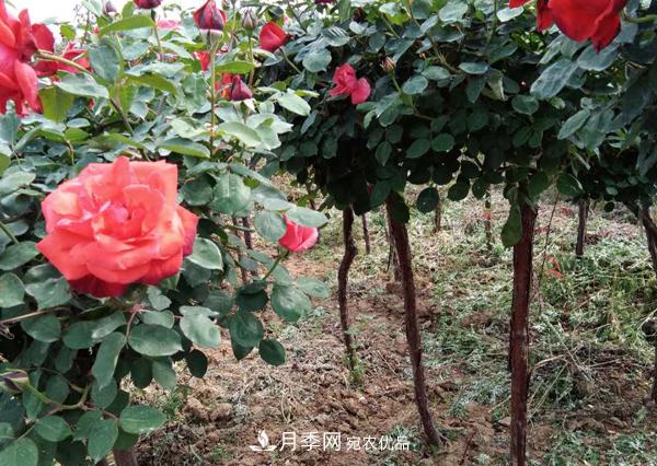 安徽月季樹無(wú)根砧木嫁接該怎么做？(圖1)