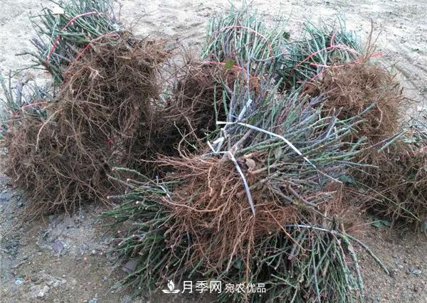 南陽月季裸根苗批發(fā)，品種齊全(圖2)