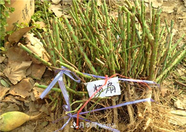 冬季***佳入苗期，提高月季裸根苗成活率6大絕招(圖2)