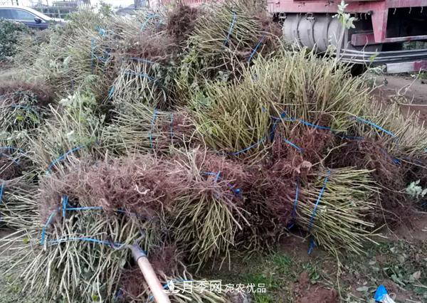 冬季***佳入苗期，提高月季裸根苗成活率6大絕招(圖4)