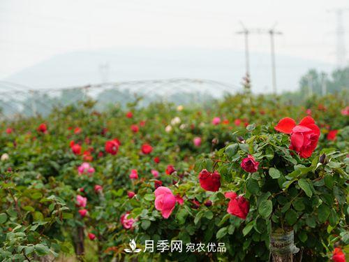 內(nèi)鄉(xiāng)縣月季發(fā)展迅猛，特色產(chǎn)業(yè)助力脫貧增收(圖1)
