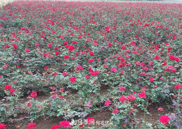 南陽(yáng)這幾種月季開花不斷，抗病性也是不錯(cuò)的喲！(圖1)