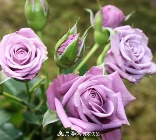 月季花盆土板結(jié)怎么辦？一招輕松解決！(圖1)