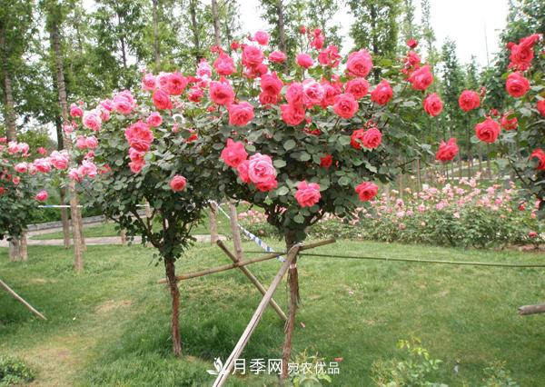 南陽樹狀月季為陜西西安園林工程添加生機(jī)(圖1)