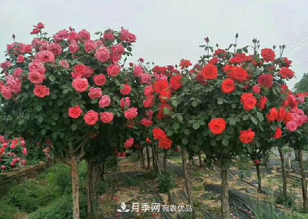南陽樹狀月季為陜西西安園林工程添加生機(jī)(圖2)
