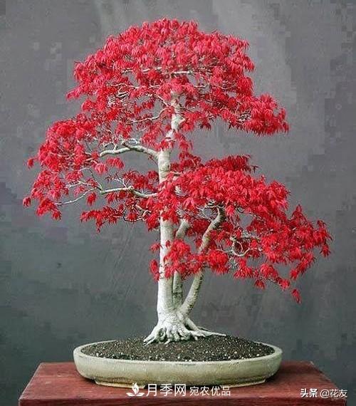 紅楓栽培要點(diǎn)，盆景園林皆宜(圖2)