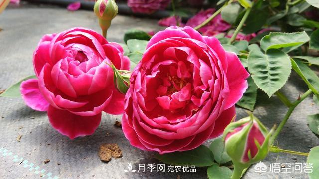 月季白粉病，用稀釋的白酒噴灑可以治愈嗎？(圖1)