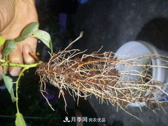 月季返老還童正當(dāng)時，養(yǎng)護行動起來，爆花指日可待(圖3)