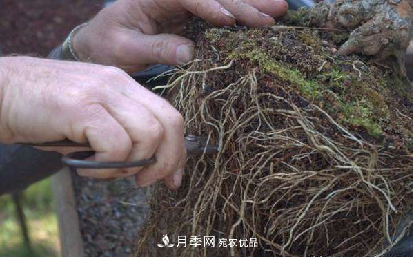 月季返老還童正當(dāng)時，養(yǎng)護行動起來，爆花指日可待(圖5)