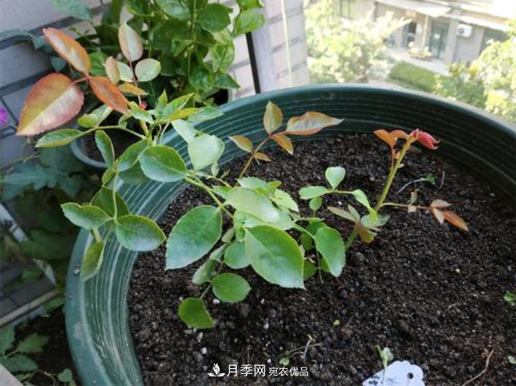 月季返老還童正當(dāng)時，養(yǎng)護行動起來，爆花指日可待(圖7)