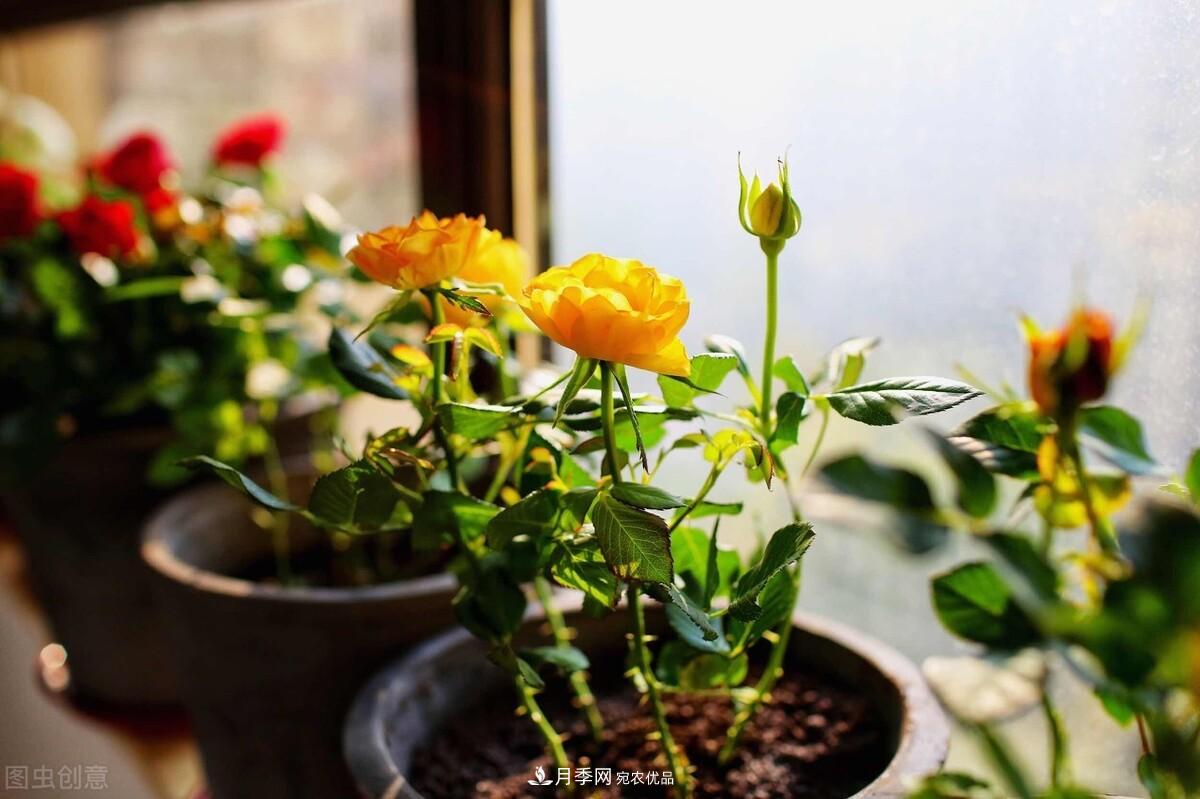 月季返老還童正當(dāng)時，養(yǎng)護行動起來，爆花指日可待(圖8)