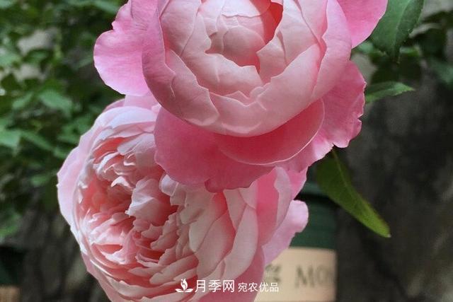 推薦這6款月季，顏值都巨高，喜歡月季的千萬不要錯(cuò)過(圖4)