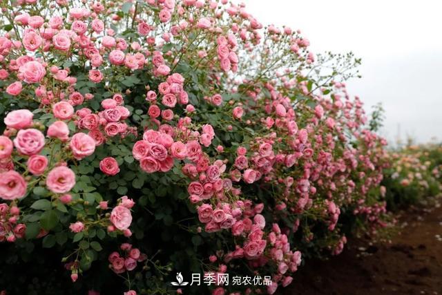 推薦這6款月季，顏值都巨高，喜歡月季的千萬不要錯(cuò)過(圖5)