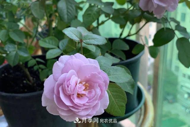 推薦這6款月季，顏值都巨高，喜歡月季的千萬不要錯(cuò)過(圖1)
