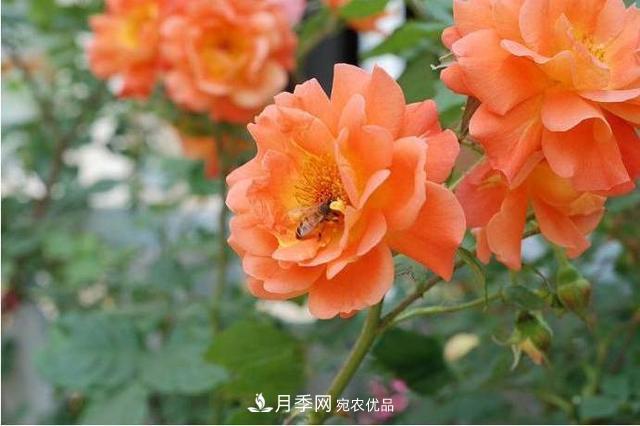 推薦這6款月季，顏值都巨高，喜歡月季的千萬不要錯(cuò)過(圖2)