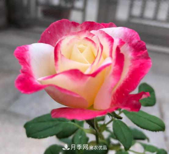 10款濃香月季，開花比香水還好聞，從春一直開到秋！(圖1)