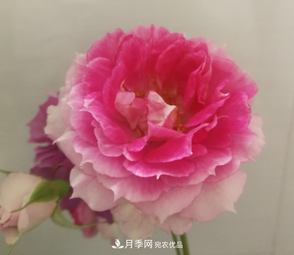 10款濃香月季，開花比香水還好聞，從春一直開到秋！(圖2)