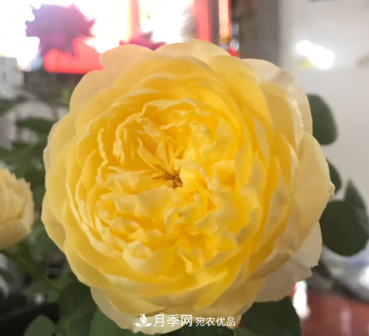 10款濃香月季，開花比香水還好聞，從春一直開到秋！(圖3)