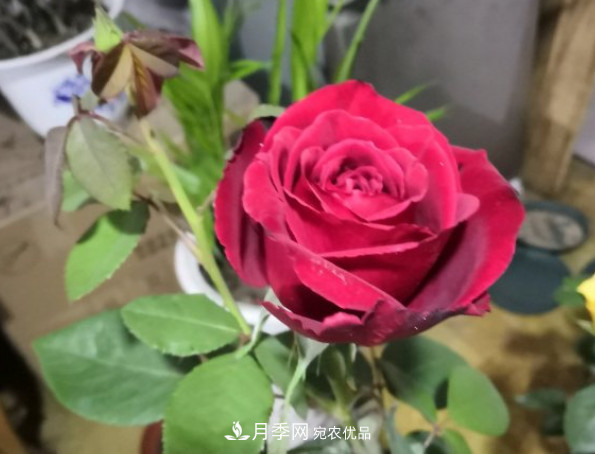 10款濃香月季，開花比香水還好聞，從春一直開到秋！(圖6)