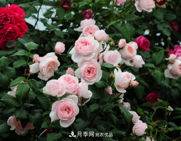 10款濃香月季，開花比香水還好聞，從春一直開到秋！(圖7)
