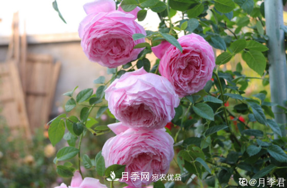 10款濃香月季，開花比香水還好聞，從春一直開到秋！(圖8)