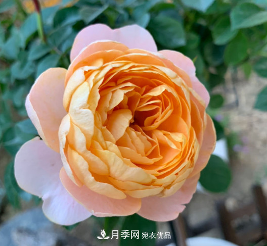 10款濃香月季，開花比香水還好聞，從春一直開到秋！(圖10)