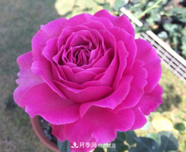 10款濃香月季，開花比香水還好聞，從春一直開到秋！(圖9)