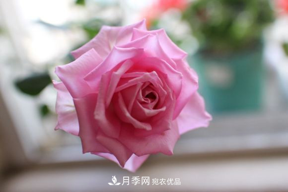 10款濃香月季，開花比香水還好聞，從春一直開到秋！(圖11)