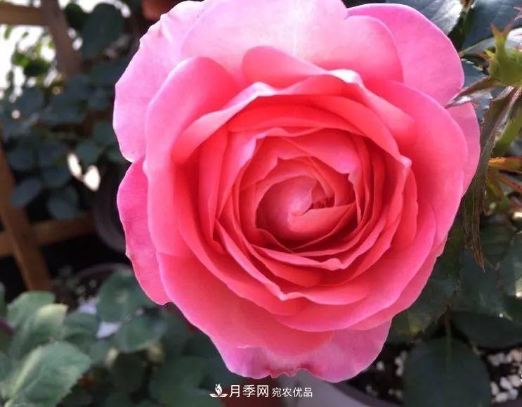 陽臺(tái)小怎么辦？推薦8種微型荷蘭陽臺(tái)月季，好看又好養(yǎng)！(圖1)