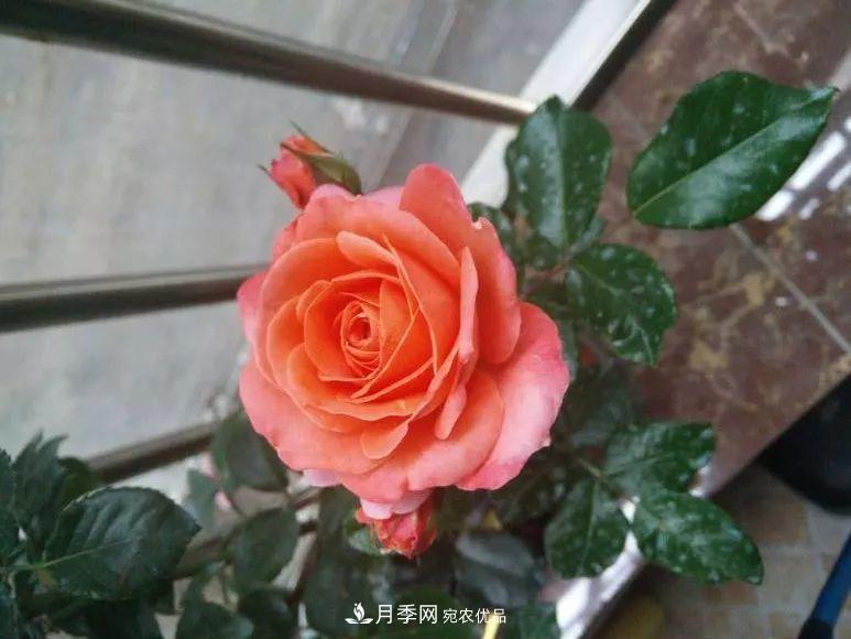陽臺(tái)小怎么辦？推薦8種微型荷蘭陽臺(tái)月季，好看又好養(yǎng)！(圖5)