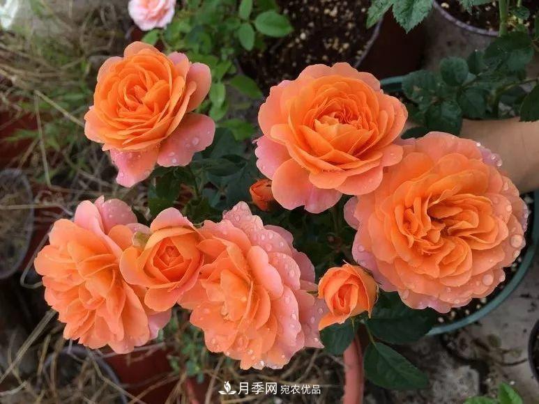 陽臺(tái)小怎么辦？推薦8種微型荷蘭陽臺(tái)月季，好看又好養(yǎng)！(圖6)