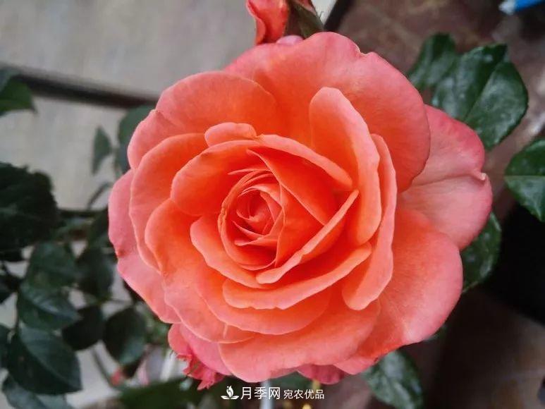 陽臺(tái)小怎么辦？推薦8種微型荷蘭陽臺(tái)月季，好看又好養(yǎng)！(圖4)
