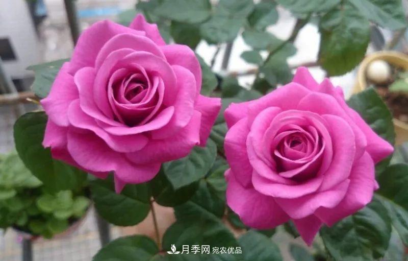 陽臺(tái)小怎么辦？推薦8種微型荷蘭陽臺(tái)月季，好看又好養(yǎng)！(圖10)