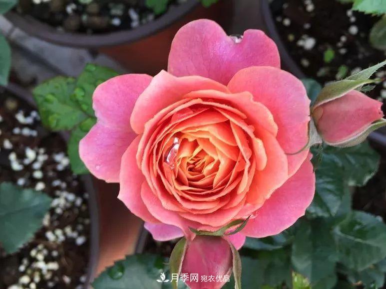 陽臺(tái)小怎么辦？推薦8種微型荷蘭陽臺(tái)月季，好看又好養(yǎng)！(圖9)