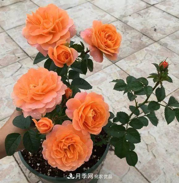 陽臺(tái)小怎么辦？推薦8種微型荷蘭陽臺(tái)月季，好看又好養(yǎng)！(圖7)