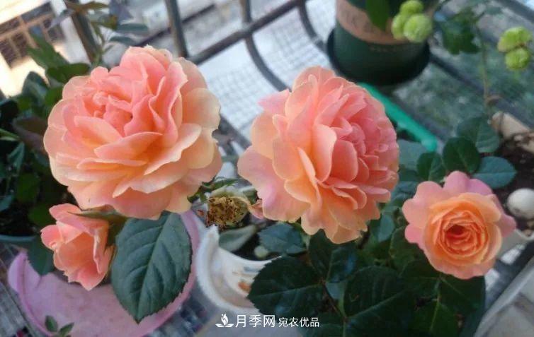 陽臺(tái)小怎么辦？推薦8種微型荷蘭陽臺(tái)月季，好看又好養(yǎng)！(圖8)